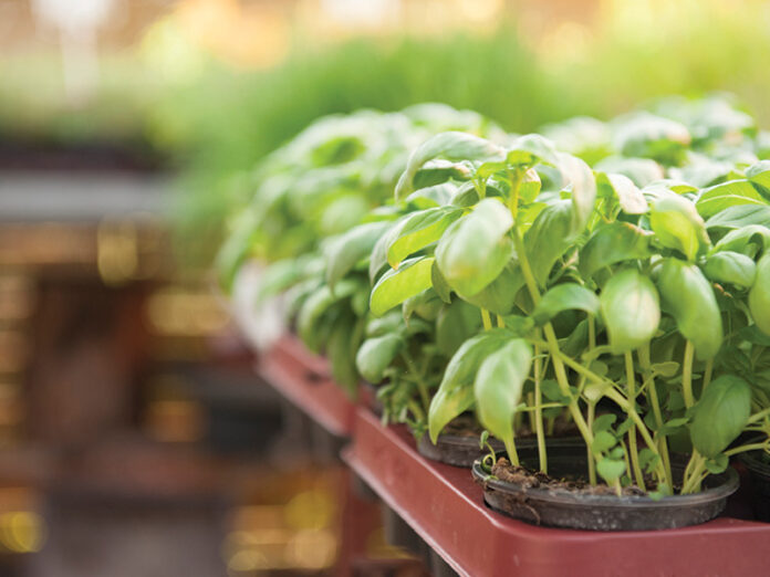 MJ19-HealthySpaces-HerbPatio Patio Herb Gardens